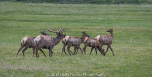 A Small Herd of Elk