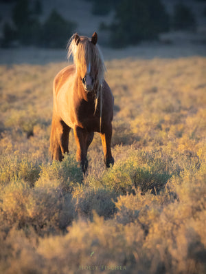 Wild Mane Mustang