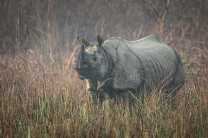 The Endangered Greater One-Horned Rhino