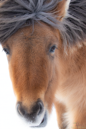Portraits of the Icelandic Horse