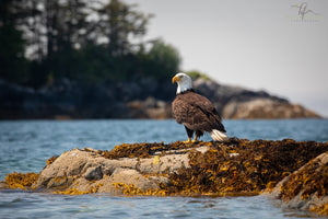 Bald Eagle in Sitka Sound, Alaska