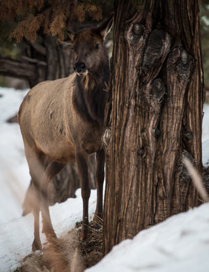 A Young Elk Hiding In The Trees