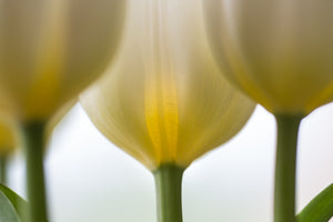 White Tulip Glow