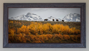 Beautiful Bison In The Tetons FRAMED