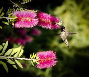 Hummingbird At Feeding Time