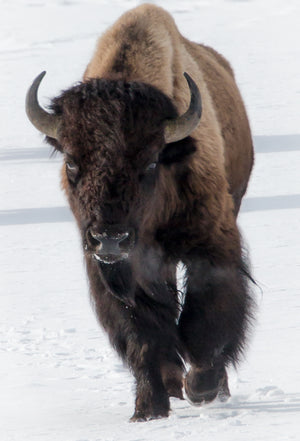 Beautiful Bison In The Snow