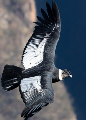 The Andean Condor