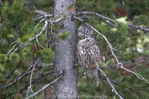 A Great Gray Owl in the Tetons