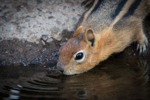 The Thirsty Ground Squirrel