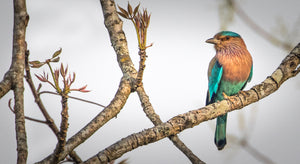 A Nepali Songbird