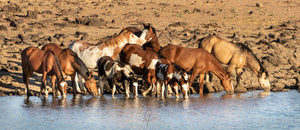Mustangs at the Watering Hole