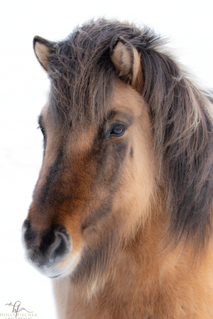 Portraits of the Icelandic Horse