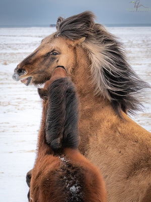 The Tussle, Icelandic Horses