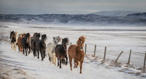 On the Run, Icelandic Horses
