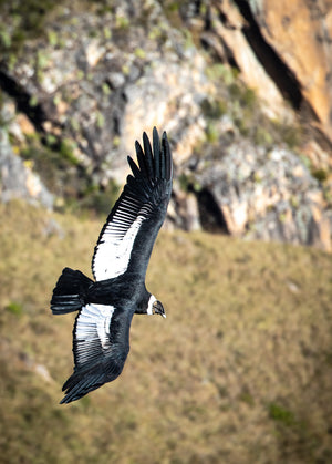The Andean Condor #2