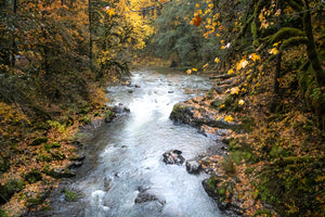 Fall Visits the South Santiam River
