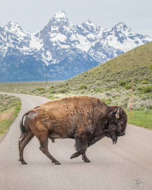 A Lone Bison in the Tetons