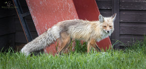The Curious Fox #1