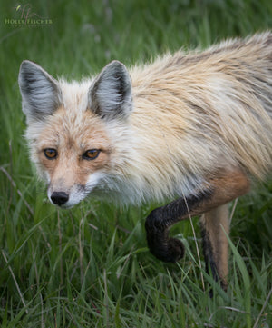 The Curious Fox #2