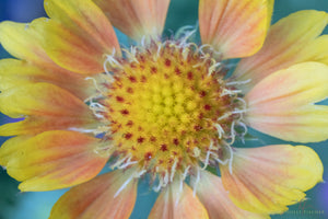 The Common Blanketflower