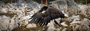 Bald Eagle in Flight, Sitka Sound, Alaska