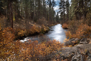 Fall Colors on the Metolius