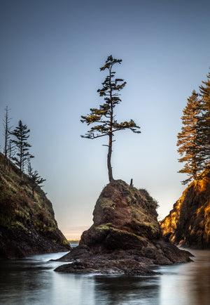 The Lone Tree at Dead Man's Cove