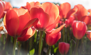 Skagit Valley Tulips SALE