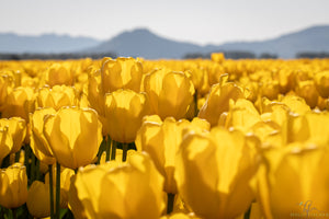 Yellow Tulips in Skagit Valley