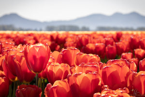 Orange Tulips in Skagit Valley