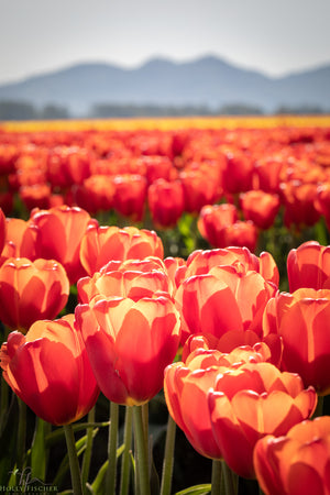 Orange Tulips in Skagit Valley - Vertical