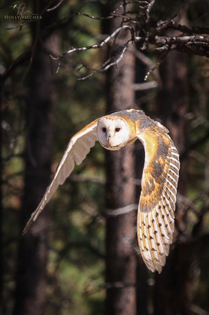 Barn Owl In Flight SALE