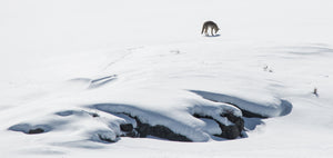 Coyote In Yellowstone