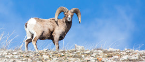 Big Horn Sheep In Yellowstone