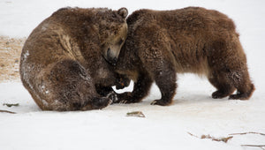 Grizzly Bears In The Snow