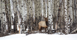 Elk Amongst The Aspens