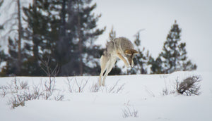 Hunting For Dinner in Grand Teton National Park