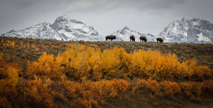 Beautiful Bison In The Tetons