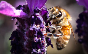 Beautiful Bumble Bee