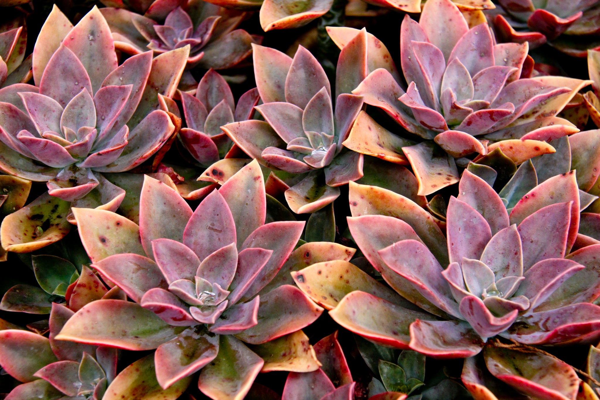 maui succulents Colorful Succulents